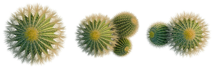 Echinocactus grusonii tree plan, top view, cutout, isolate, good for architecture visualization, Vibrant cacti arrangements for desert landscapes and modern decor © DH Tree Stock