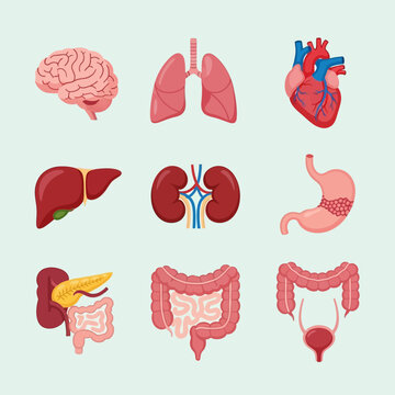Comprehensive vector illustrations depicting vital human internal organs, including the brain, heart, lungs, liver, kidneys, and digestive system, for anatomy education and medical reference
