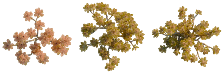 Graptopetalum mirinae tree plan, top view, cutout, isolate, good for architecture visualization, Beautiful flowering branches in shades of yellow and orange on transparent background