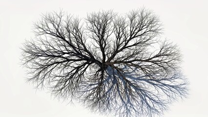 Obraz premium Mysterious Leafless Tree Silhouette With Intricate Branches and Shadow on White Background.jpg