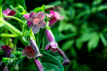 Bl&uuml;te der Kohleria amabilis