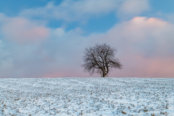 Cherry tree alone in winter morning field with snow in mountains