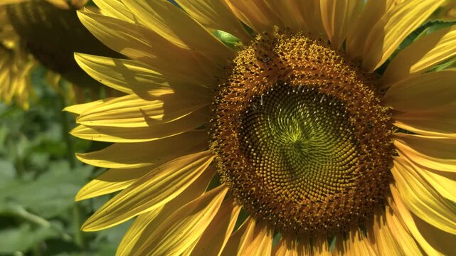 Vibrant sunflower displaying its bright yellow petals and intricate seed pattern under the sun.
