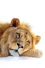 Obraz premium Majestic resting lion with golden mane on white background