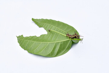 
Caterpillar on a leaf on a white background. Caterpillar eating leaves