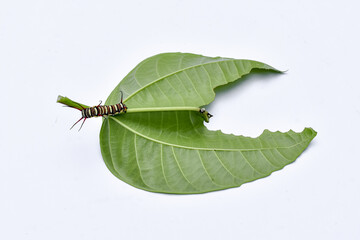 
Caterpillar on a leaf on a white background. Caterpillar eating leaves