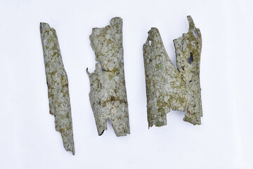 
Dry tree bark over white background. Dead bark.