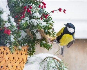 Male tit on a winter bird feeder