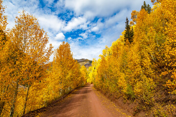 Fototapeta premium Aspen Trees of the Rocky Mountains