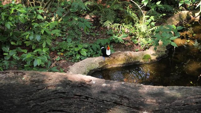Exotic toucan bird in natural setting near Iguazu Falls in Foz do Iguacu, Brazil. Drinking colorfull tucan parrot. High quality 4k footage