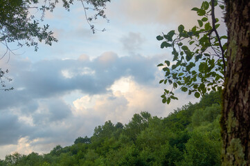 Treetops silhouette against a developing sunset sky where clouds begin to catch the evening's vibrant colors.