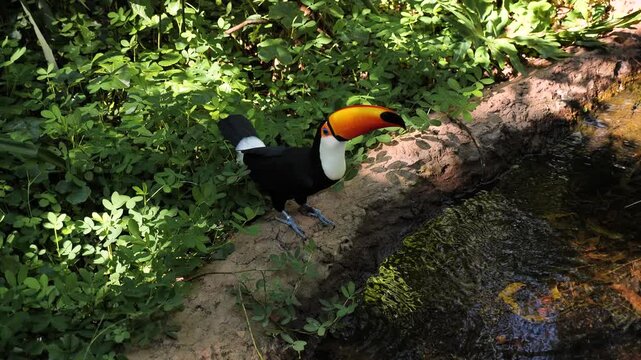 Exotic toucan bird in natural setting near Iguazu Falls, Brazil. Water drinking colorfull tucan parrot. High quality 4k footage