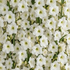 white flowers, white flowers of hippeastrum