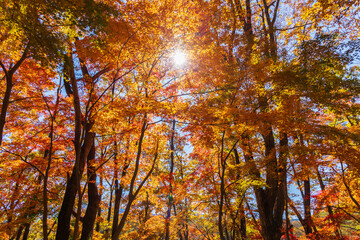 日本の風景・秋　山梨県鳴沢村　紅葉台の紅葉 © Yuta1127