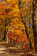 日本の風景・秋　山梨県鳴沢村　紅葉台の紅葉 © Yuta1127