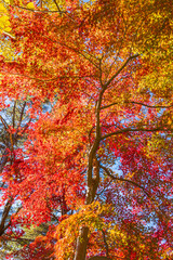 日本の風景・秋　山梨県鳴沢村　紅葉台の紅葉 © Yuta1127