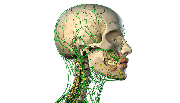 Detailed 3D rendering of human head and neck showing lymphatic system and nerves.