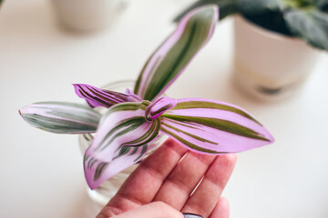 Close-up of striped green and purple leaves of Tradescantia zebrina