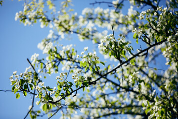 Springtime branch with white blooming fruit tree flowers. Beautiful flower image of spring nature