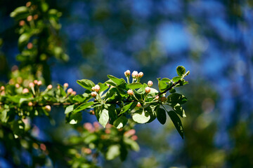 Springtime branch with white blooming fruit tree flowers. Beautiful flower image of spring nature