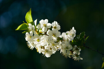 Springtime branch with white blooming fruit tree flowers. Beautiful flower image of spring nature