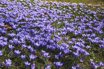 Spring flowerbed of purple crocus flowers. Crocus field