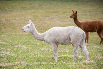 Naklejka premium White sheared Alpaca grazing peacefully on a green rural pasture in natural farm landscape