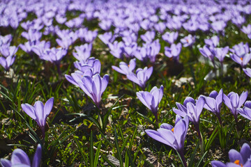 Spring flowerbed of purple crocus flowers. Crocus field