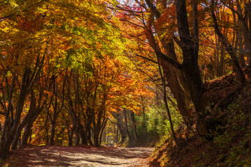 日本の風景・秋　山梨県鳴沢村　紅葉台の紅葉 © Yuta1127