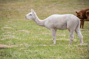 Obraz premium White sheared Alpaca grazing peacefully on a green rural pasture in natural farm landscape