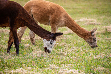 Obraz premium Two sheared alpacas grazing peacefully on a green rural pasture in natural farm landscape