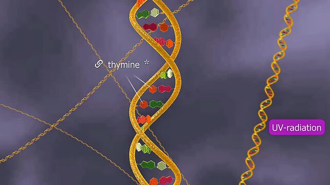 Tardigrade DNA repair mechanism