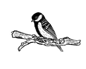 Titmouse sitting on tree branch covered in moss or lichen vector isolated illustration. Hand drawn passerine bird in winter or autumn season. Dried broken twig and tit graphic sketch