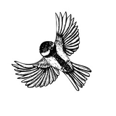 Flying titmouse vector isolated illustration. Hand drawn great tit in flight black and white outline drawing. Monochrome passerine bird with with wings spread graphic sketch