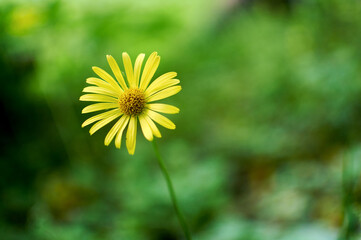 Single yellow daisy blooms in forest, its bright petals contrasting with green foliage and natural surroundings.