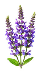 Naklejka premium Close up of a beautiful purple salvia plant in full bloom