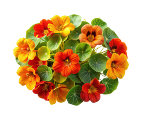 A vibrant collection of nasturtium flowers in a range of warm hues