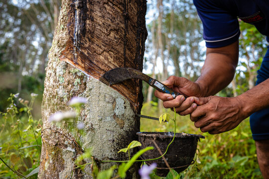 Farmer man hand harvest rubber latex tree