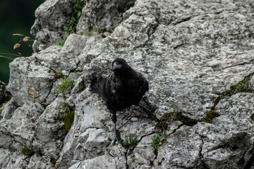 a black bird on a rock posing for a photo