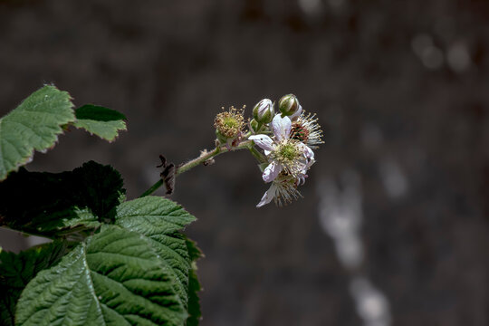 Close-up of Rubus armeniacus grows wild. Rubus armeniacus, the Himalayan blackberry or Armenian blackberry, is species of the genus Rubus in the Rubus group of blackberries.