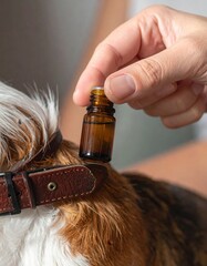 Close up of a Hand Holding a Small Amber Dropper Bottle Near a Dog's Collar Natural Remedy Administration Pet Care Concept