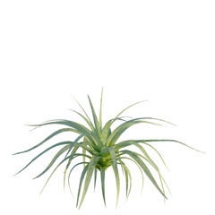 Fototapeta premium Agave bracteosa tree, front view, cutout, isolate, Elevation good for architecture visualization, Vibrant green air plant with long leaves on transparent background