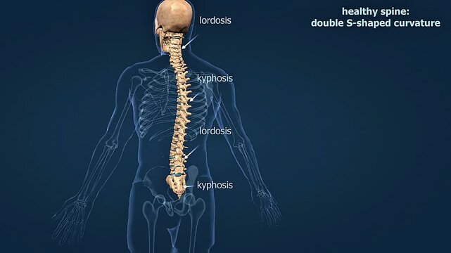 Normal posture of the spine