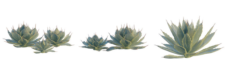 Agave cream spike tree, front view, cutout, isolate, Elevation good for architecture visualization, Succulent plants with sharp green leaves on transparent background