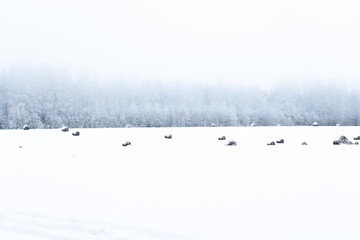 Snow-covered agricultural field with hay bales disappearing into foggy winter forest, minimalistic rural landscape with low visibility and whiteout atmosphere