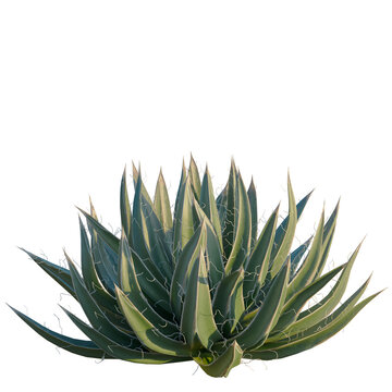 Agave filifera tree, front view, cutout, isolate, Elevation good for architecture visualization, Close-up of large green agave plant with sharp leaves