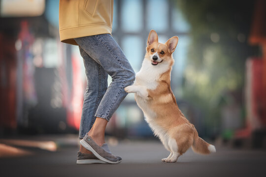 In the heart of the city, a playful corgi engages with its owner during a refreshing morning walk. The sun illuminates the urban landscape, highlighting their joyful connection
