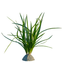 Obraz premium Beaucarnea recurvata tree, front view, cutout, isolate, Elevation good for architecture visualization, Vibrant green grass plant with long leaves on a sandy base