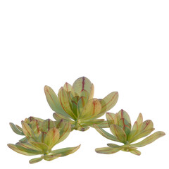 Fototapeta premium Echeveria nodulosa tree, front view, cutout, isolate, Elevation good for architecture visualization, Succulents with green and red leaves on transparent background