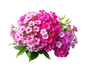 Obraz premium A vibrant bouquet of pink Phlox flowers on a transparent background